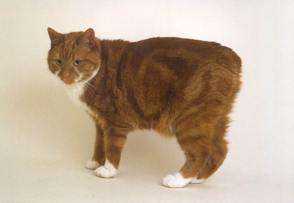 Мэнская кошка коричневая