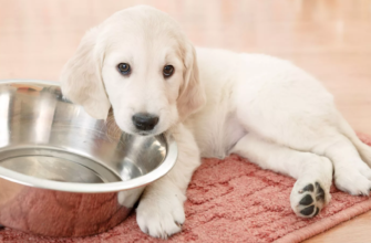 Можно ли кормить двухмесячного щенка человеческой едой