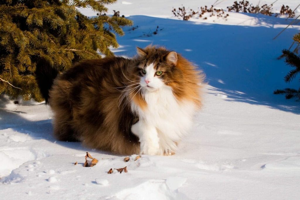 Норвежская лесная кошка зимой