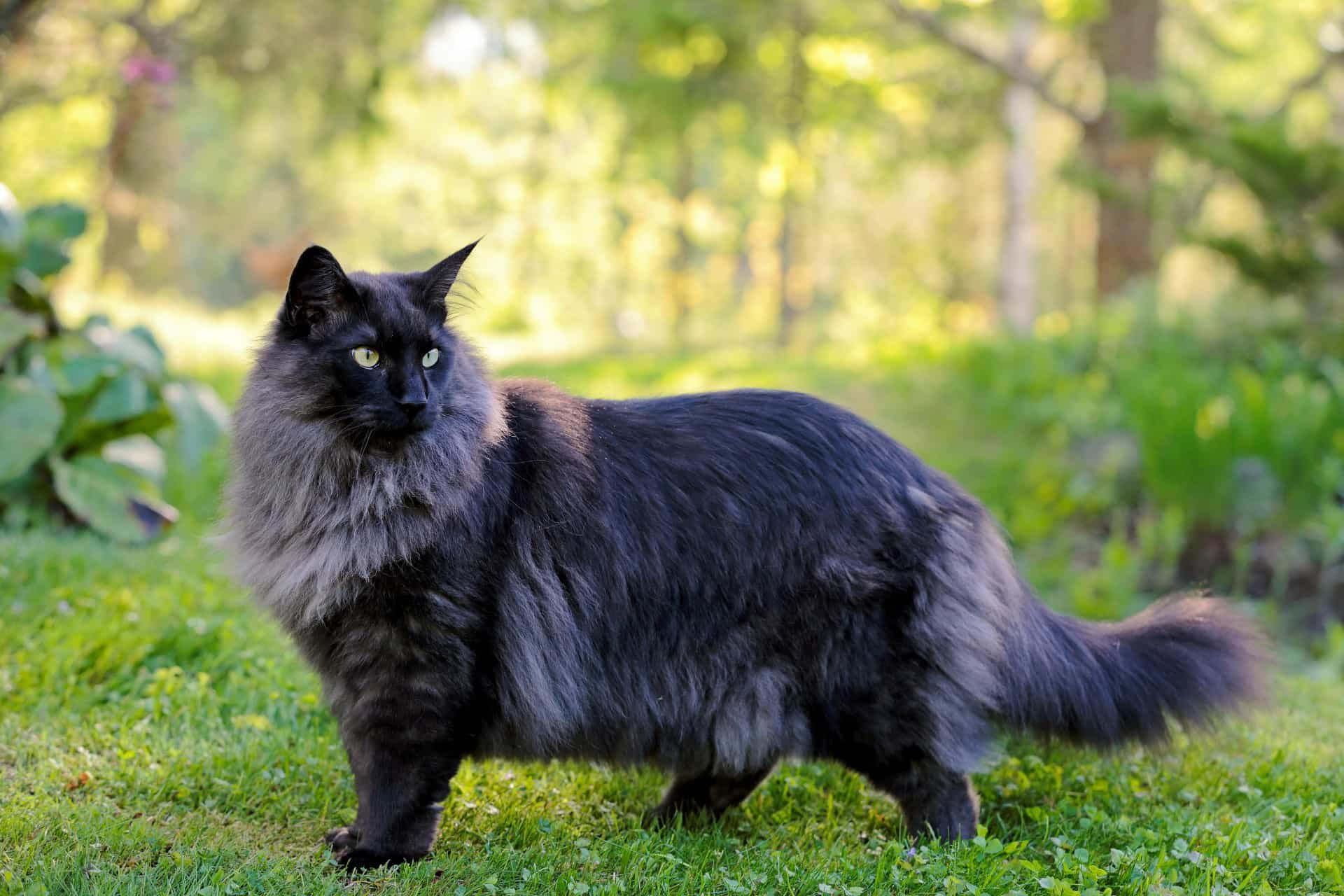 Шотландская Лесная кошка черная