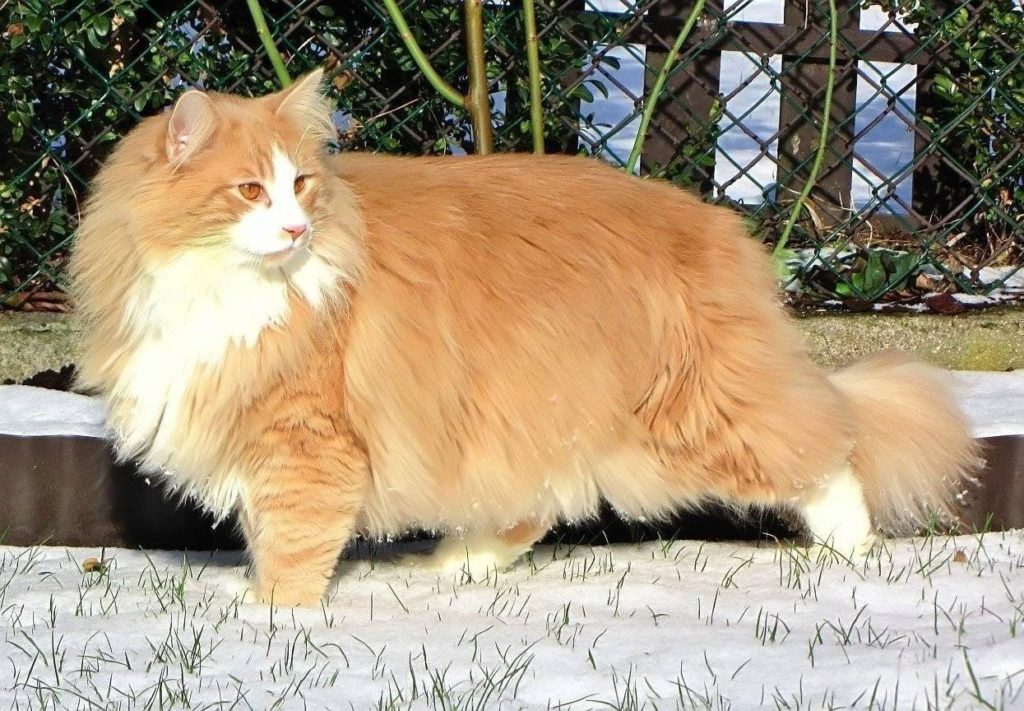 Норвежская лесная кошка рыжая