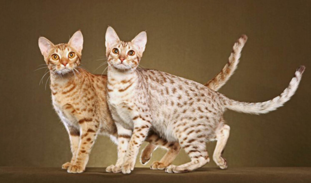 Порода кошек Оцикет