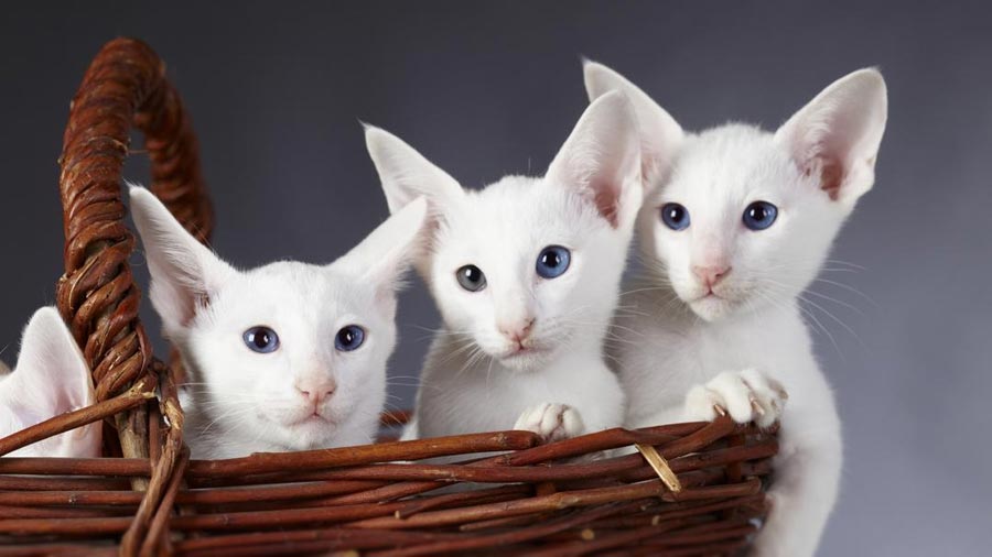 Ориентальная кошка котята белые