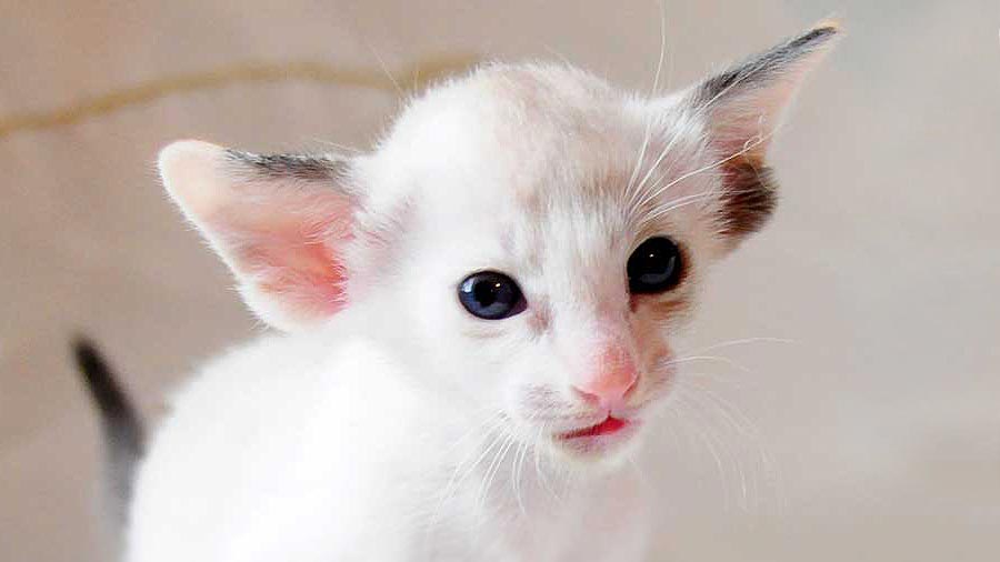 Ориентальная кошка котенок белый