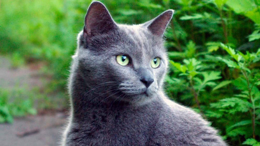 Русская голубая кошка кот