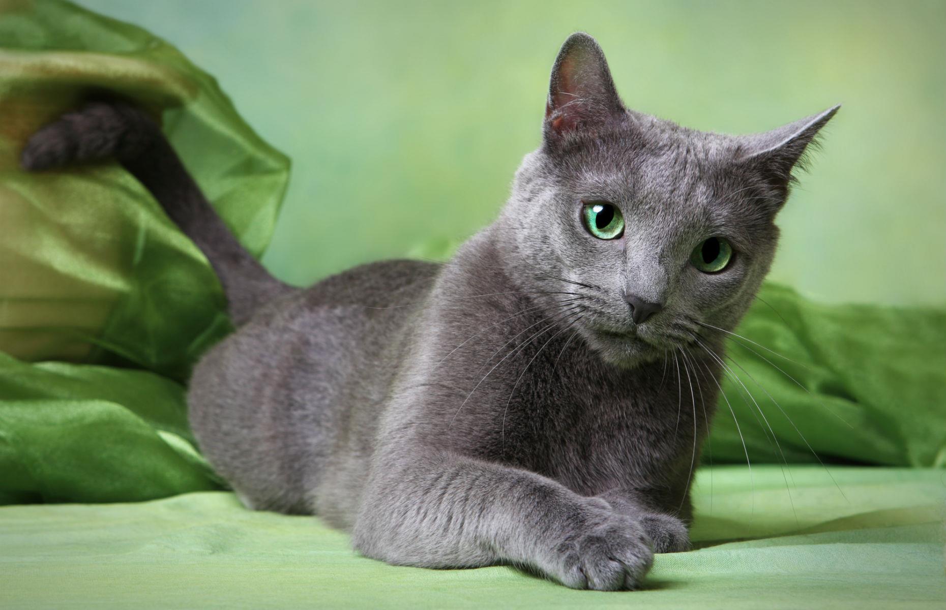Русская голубая кошка описание породы фото