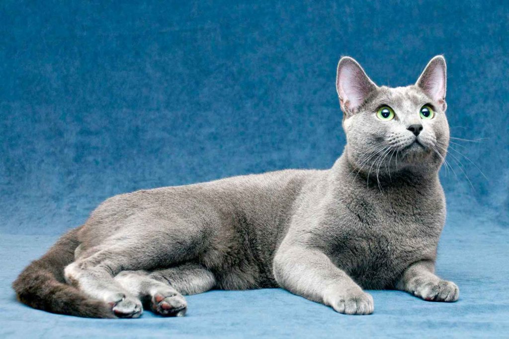 Русская голубая кошка на синем фоне