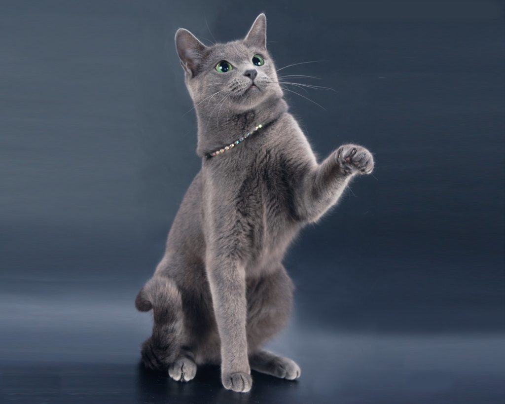 Русская голубая кошка сидит фото