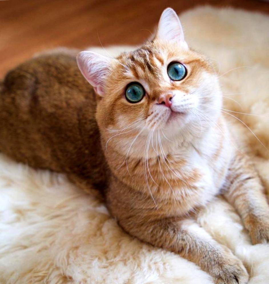 Рыжая кошка с голубыми глазами