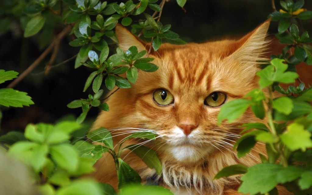 Рыжая кошка с зелеными глазами