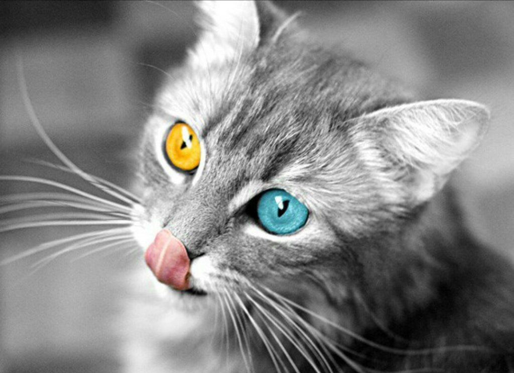 Серая кошка c разными глазами