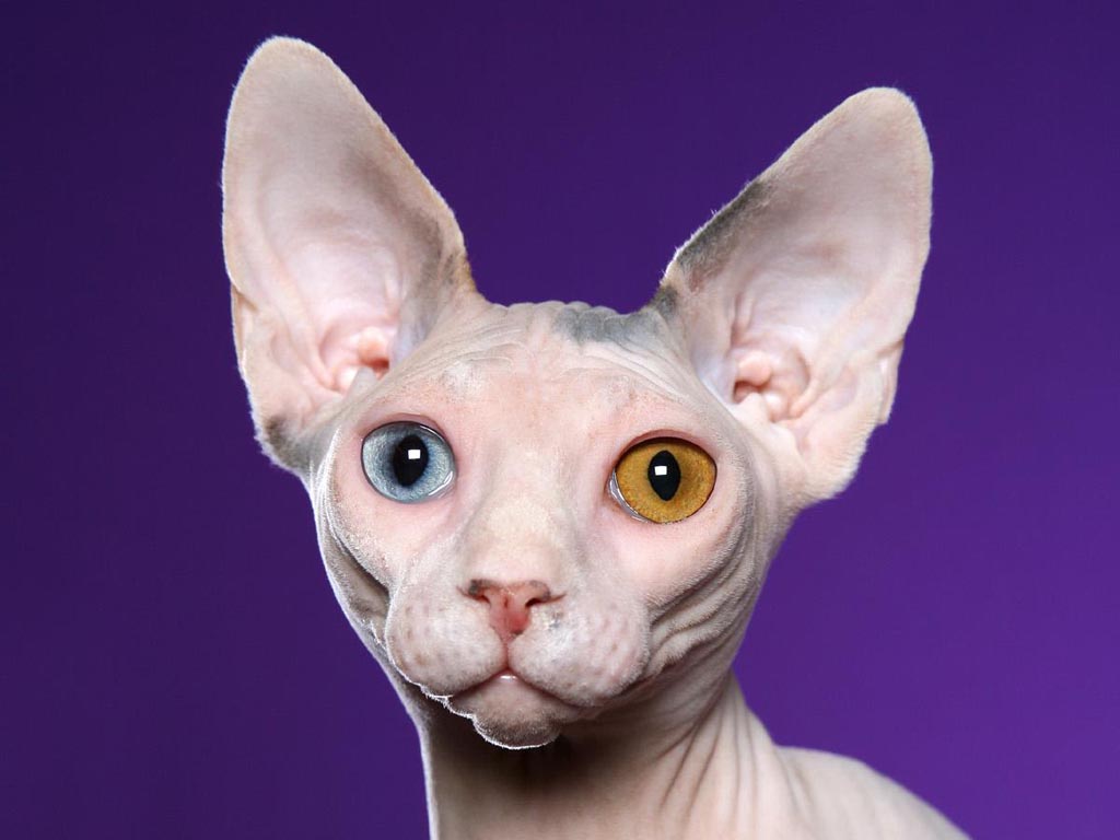 Сфинкс кошка с разными глазами