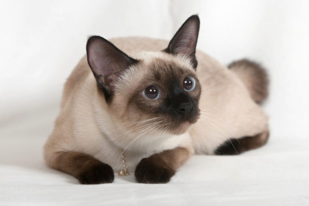 Породы кошек похожие на сиамских фото и названия