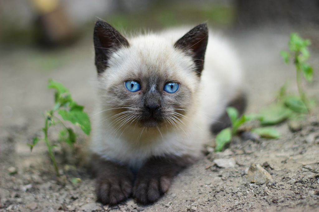 Сиамская кошка котенок