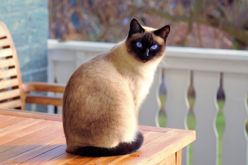 Сиамская кошка на балконе