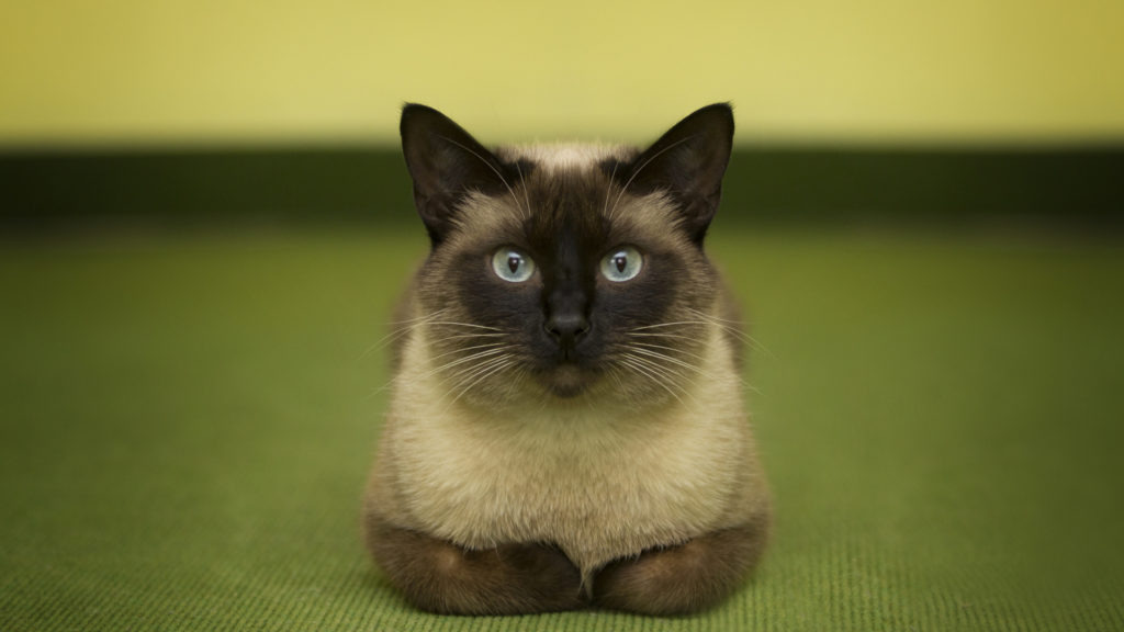 Сиамская кошка кот