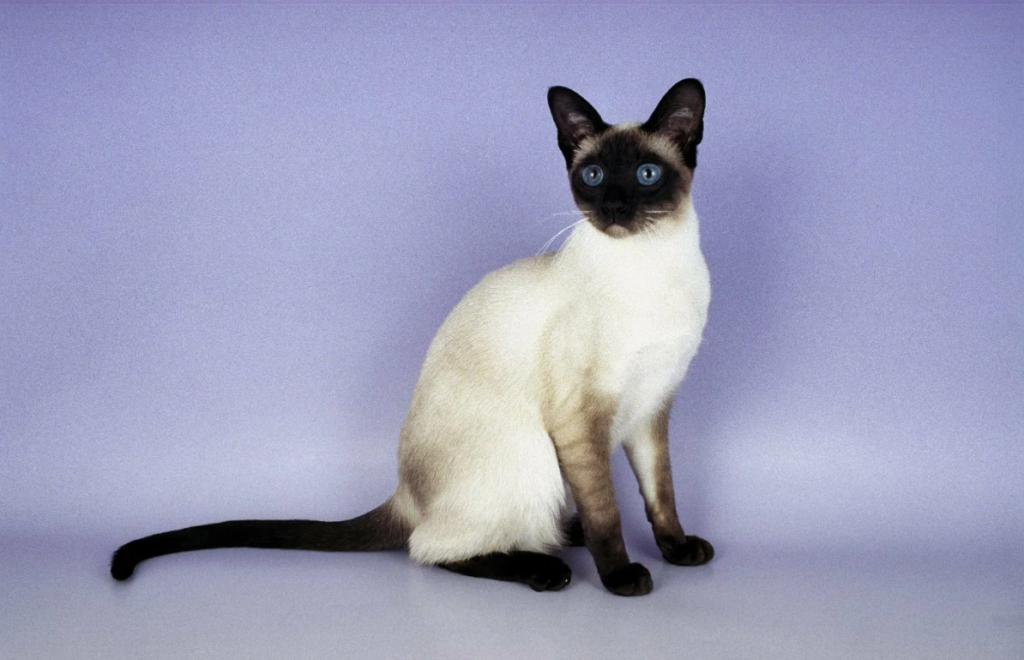 Сиамская кошка на синем фоне