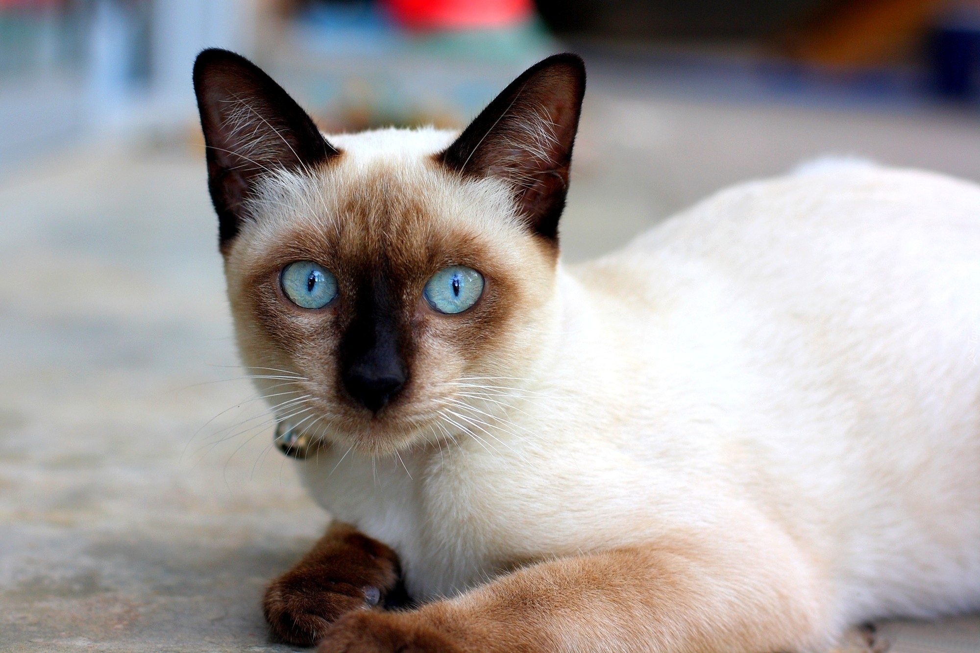 Тайская кошка колор Пойнт