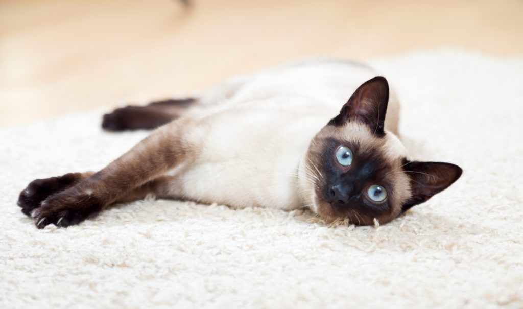 Сиамская кошка лежит на коврике