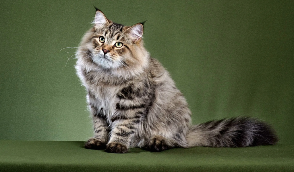 Сибирская кошка на зеленом фоне