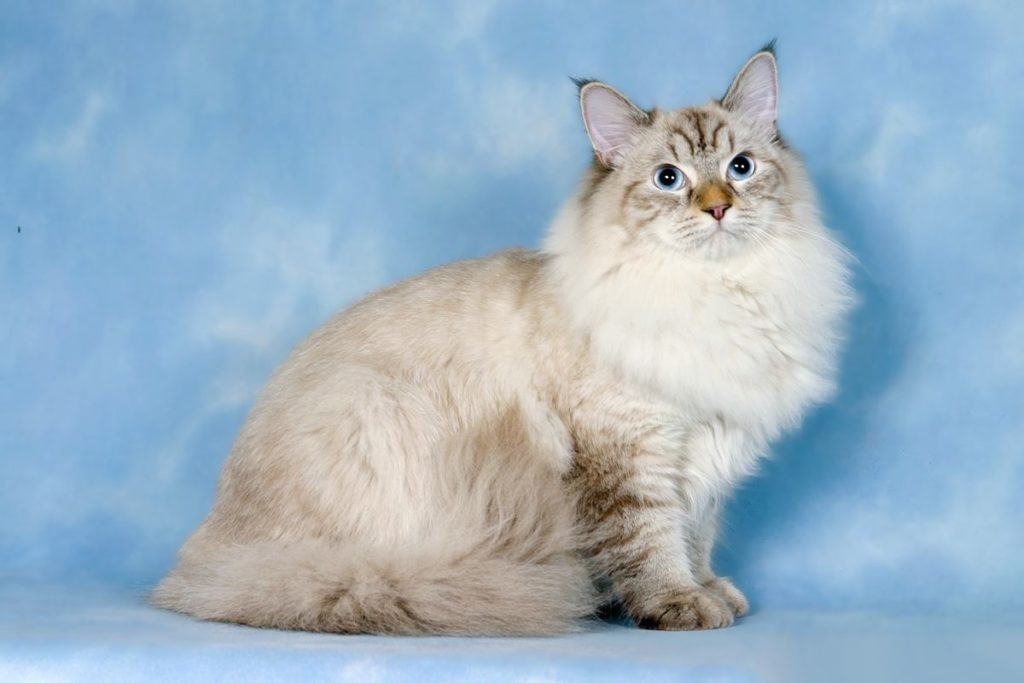 Сибирская кошка на синем фоне