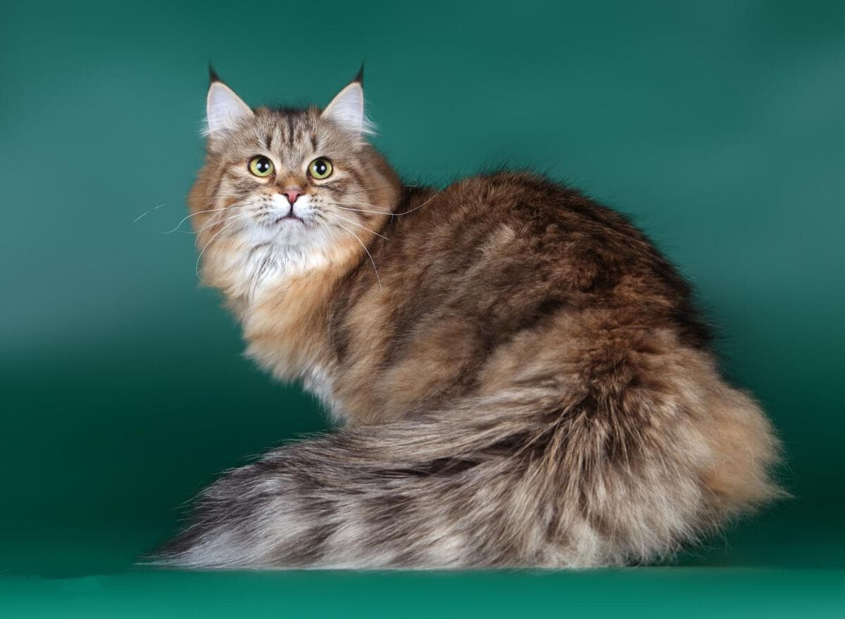Сибирская длинношерстная порода кошек