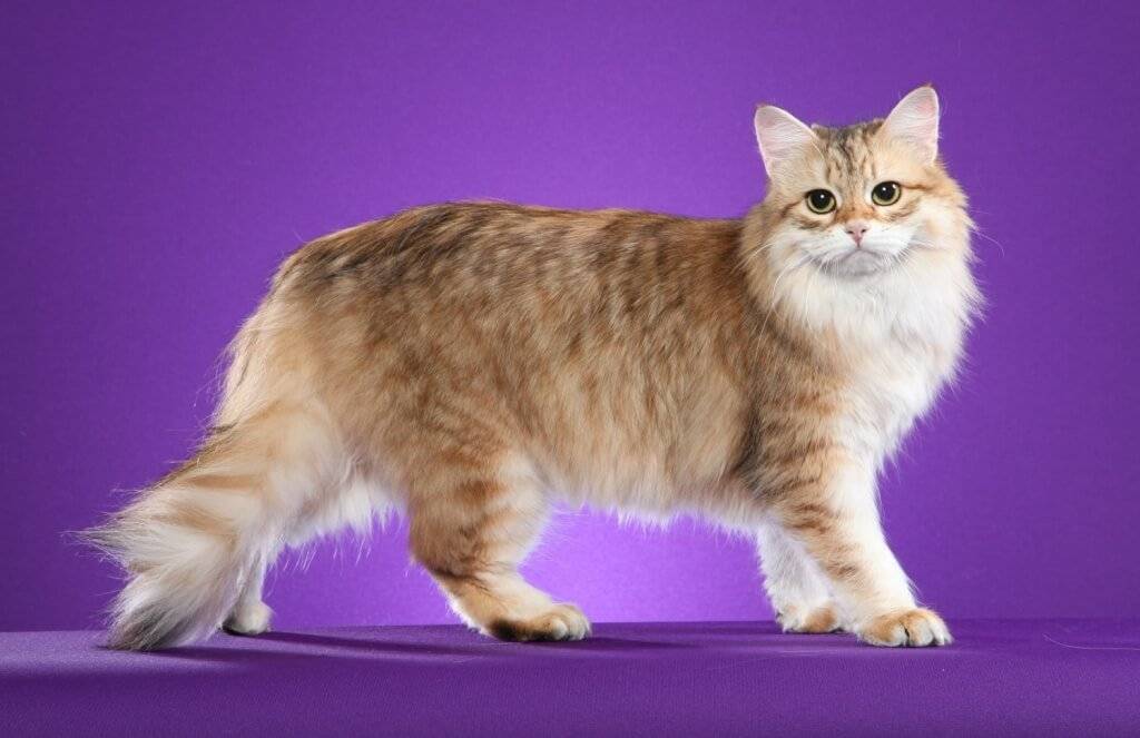 Сибирская кошка красивая 
