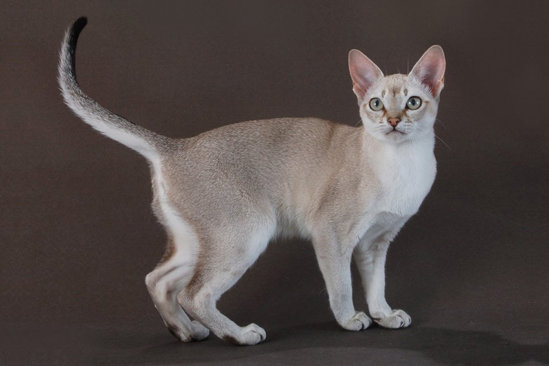 Французские породы кошек с фотографиями и названиями