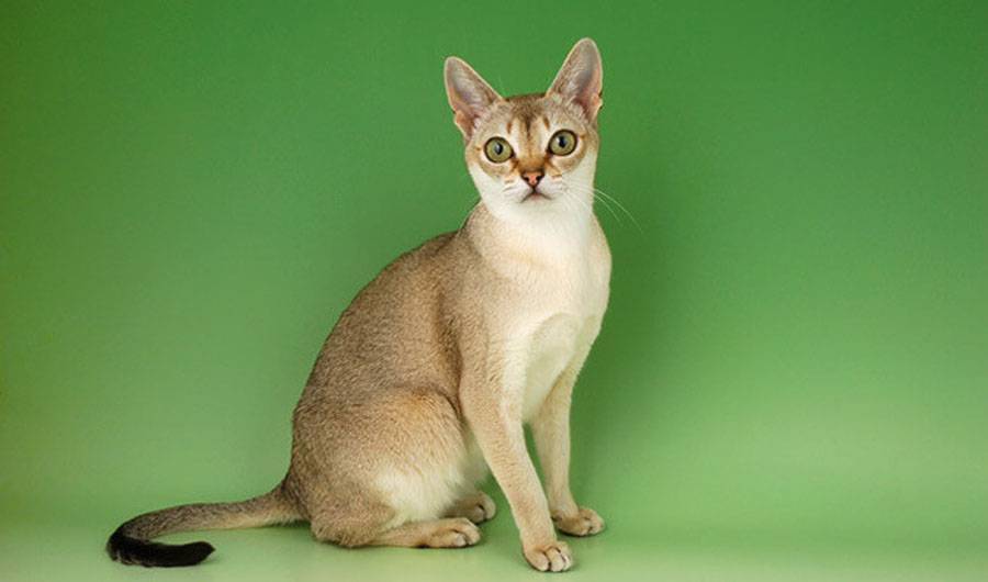 Сингапурская кошка фото
