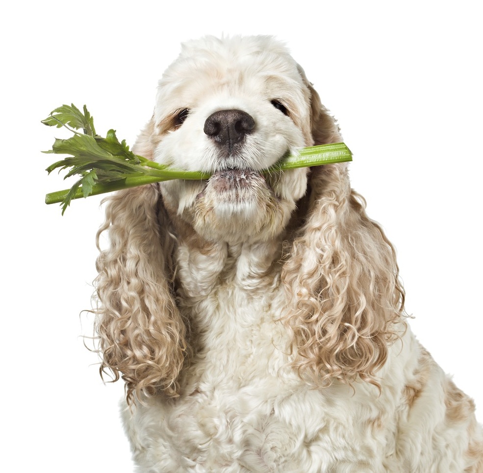 Собака ест сельдерей