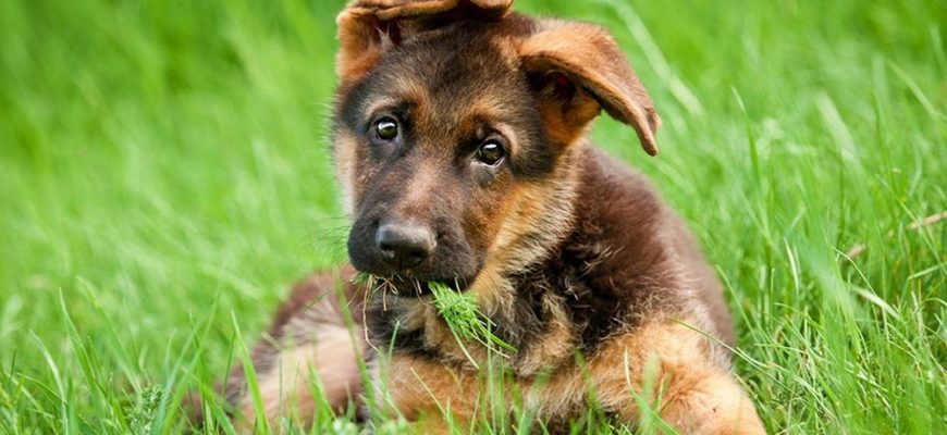 Почему собака постоянно ест траву на улице?