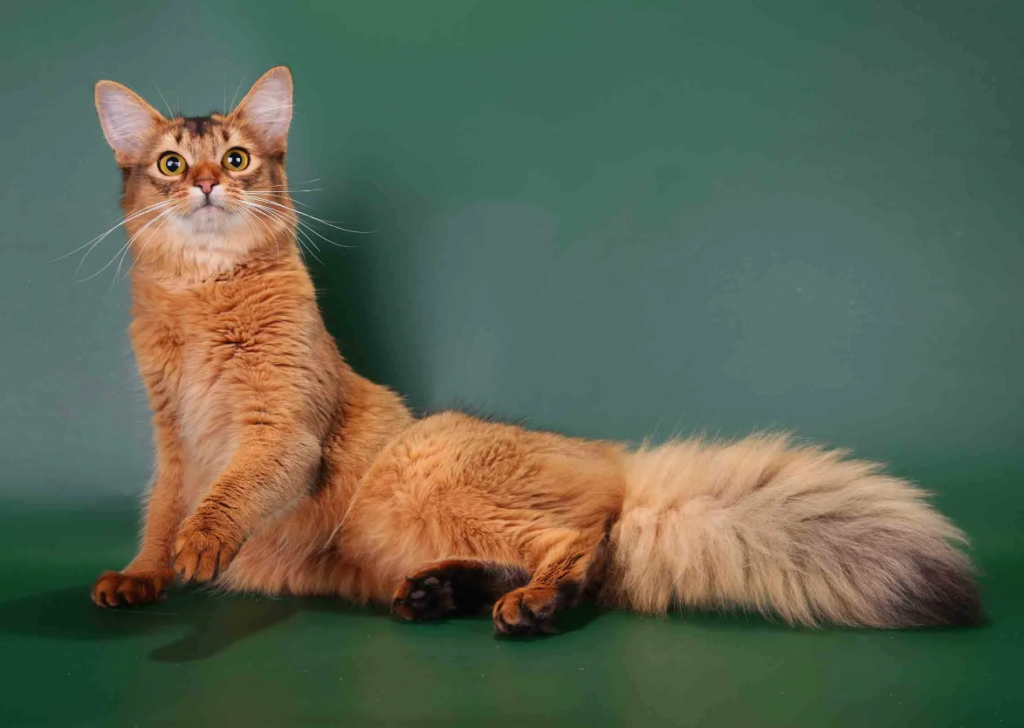 Сомалийская кошка на зеленом фоне