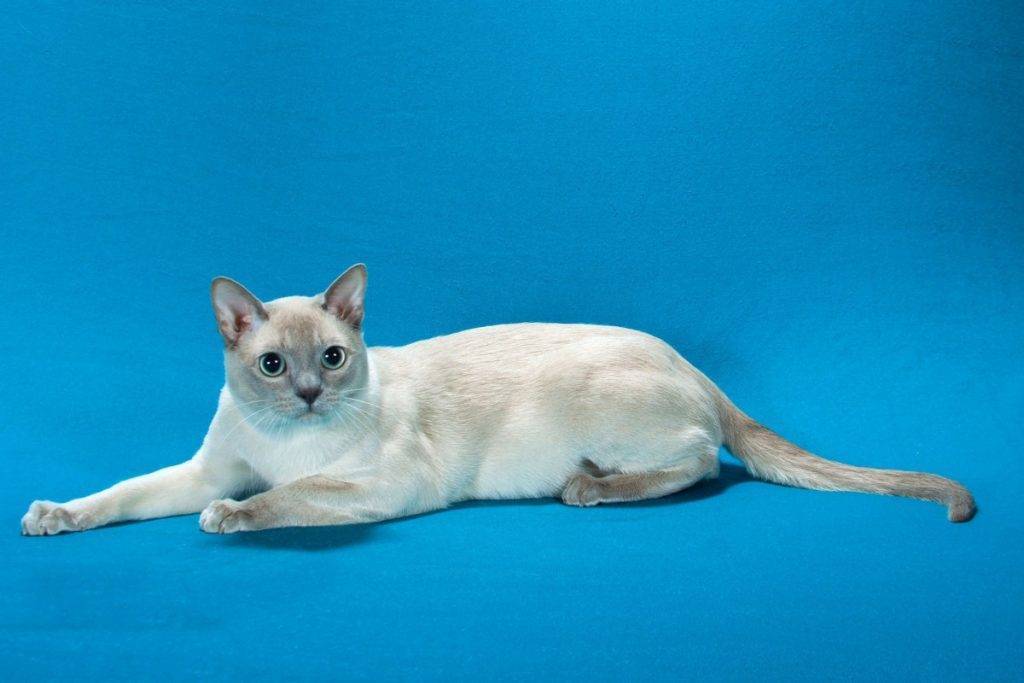 Тонкинская кошка на синем фоне