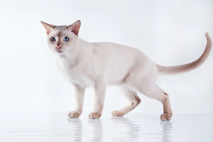 Тонкинская кошка фото