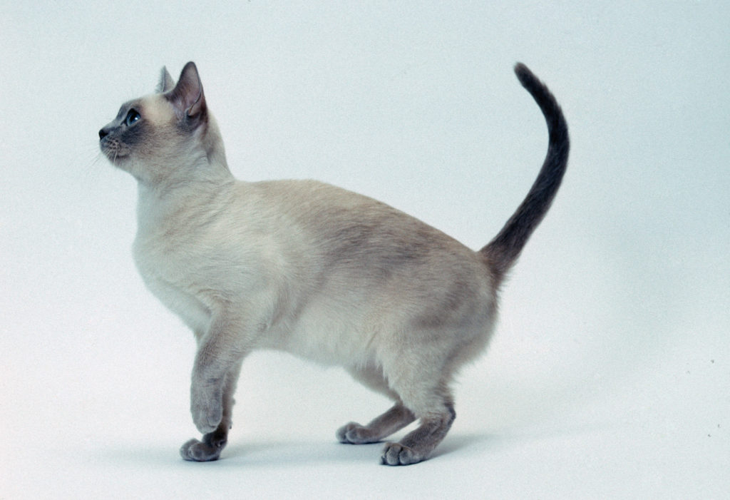 Тонкинская кошка котенок