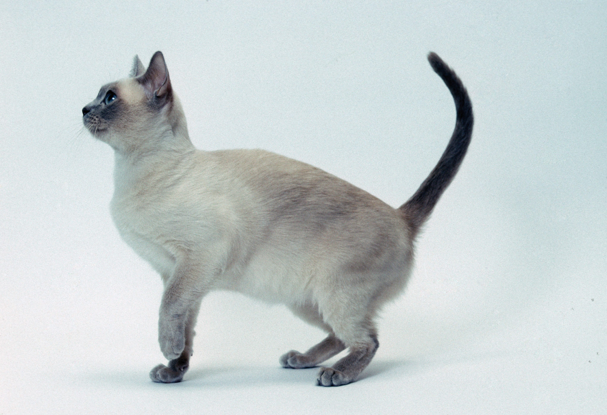Тонкинская кошка описание породы фото