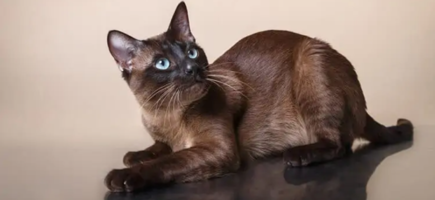 Тонкинская кошка коричневая