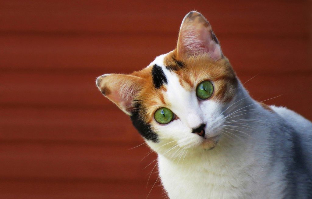 трехцветная кошка с зелеными глазами