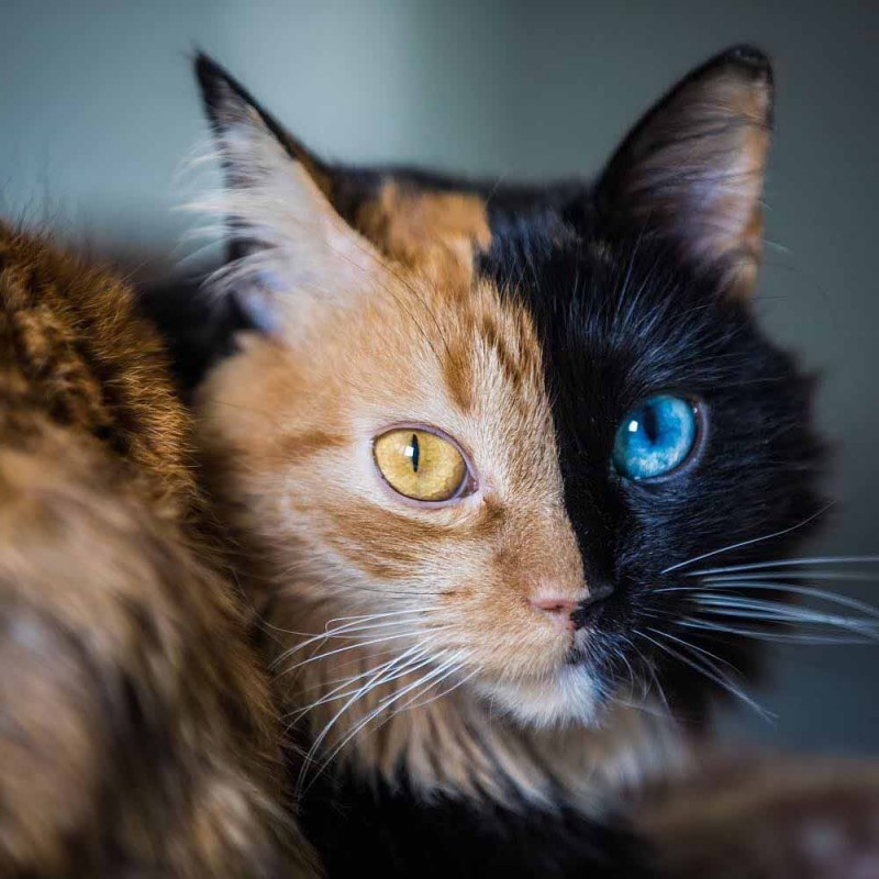 трехцветная кошка с разными глазами