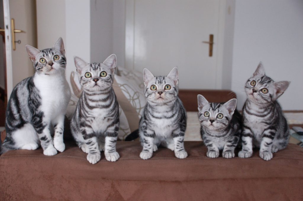 Американская короткошерстная кошка с котятами