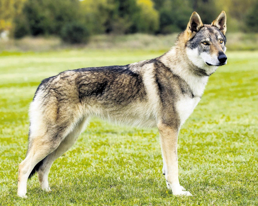 Чехословацкая волчья собака стоит