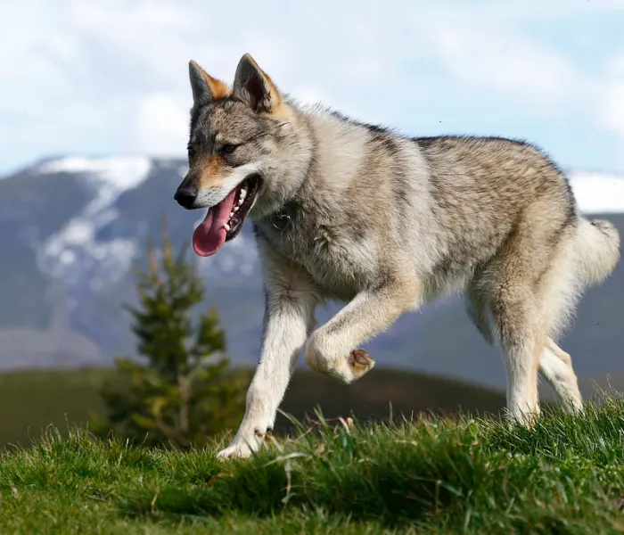 Чехословацкая волчья собака бежит