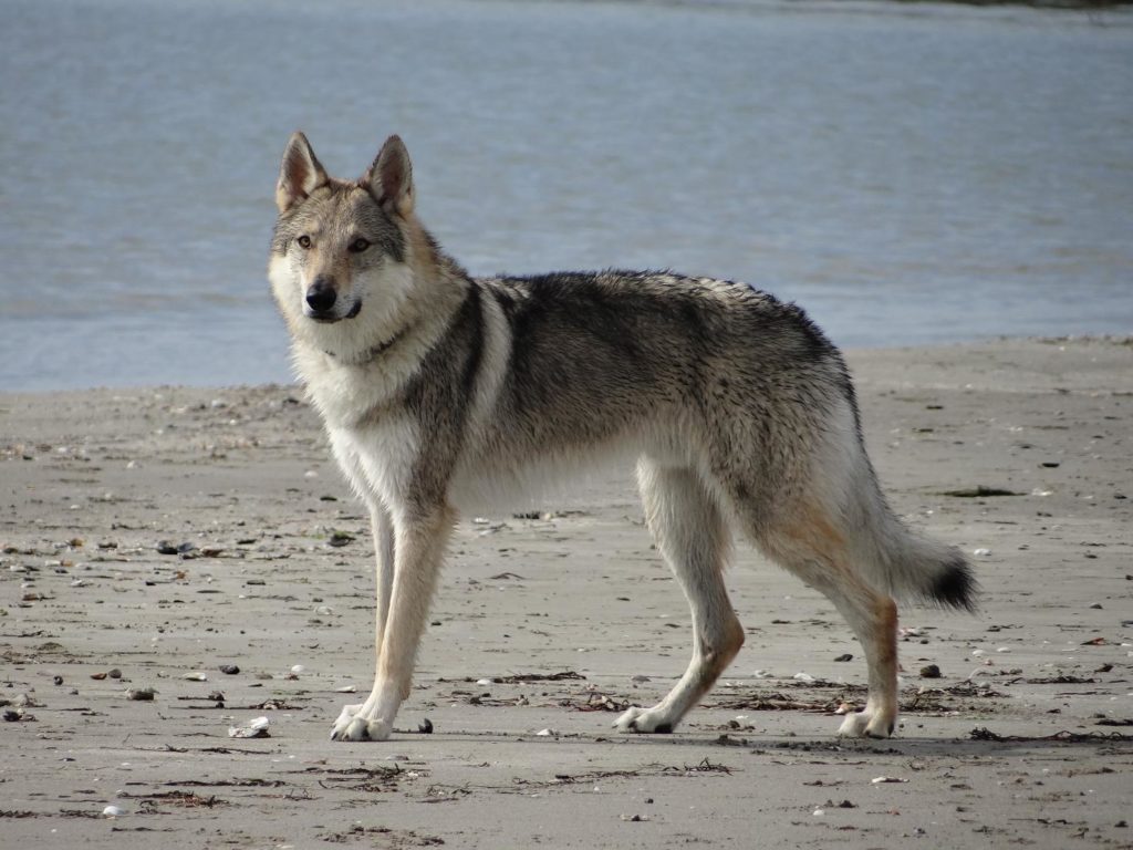 Чехословацкая волчья собака у озера