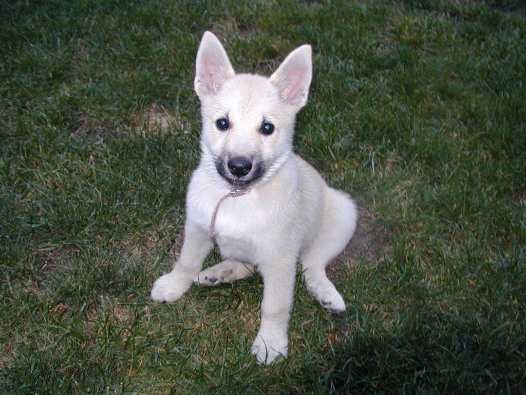 Ханаанская собака щенок белый