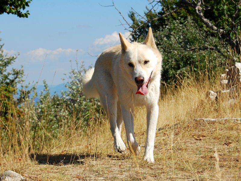 Ханаанская собака белая