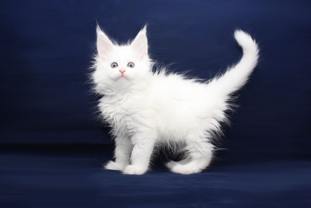 Мейн-кун котенок белый