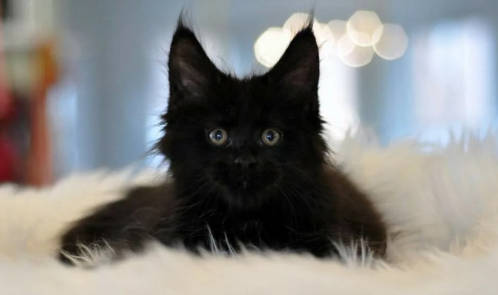 Мейн-кун котенок черный