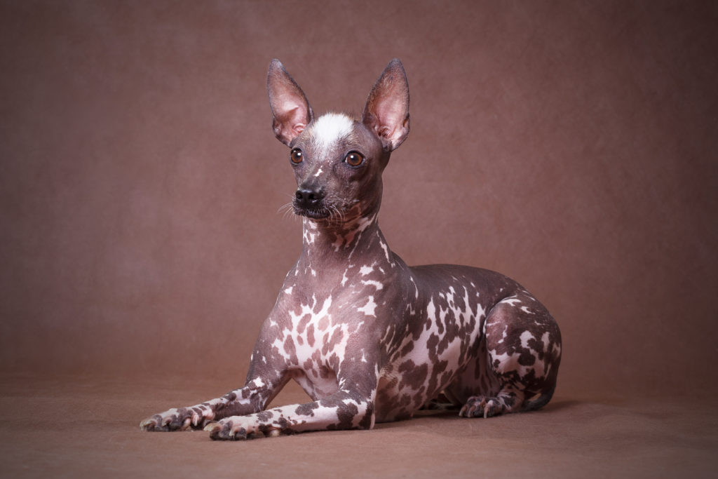 Перуанская голая собака пятнистая