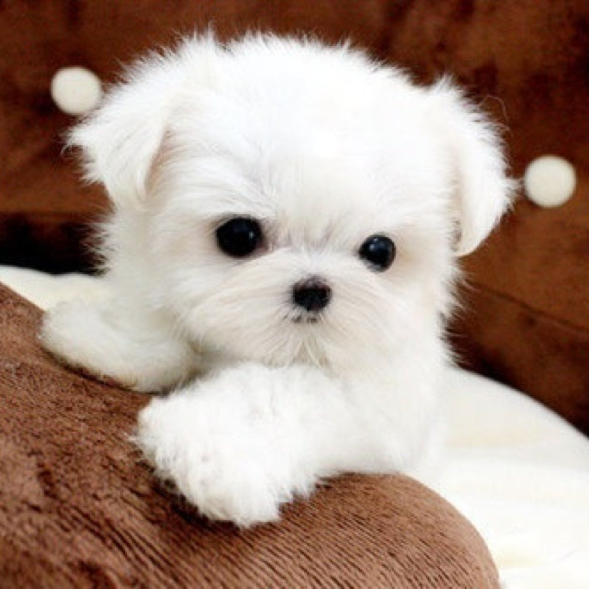 маленькие белые собачки в китае порода название