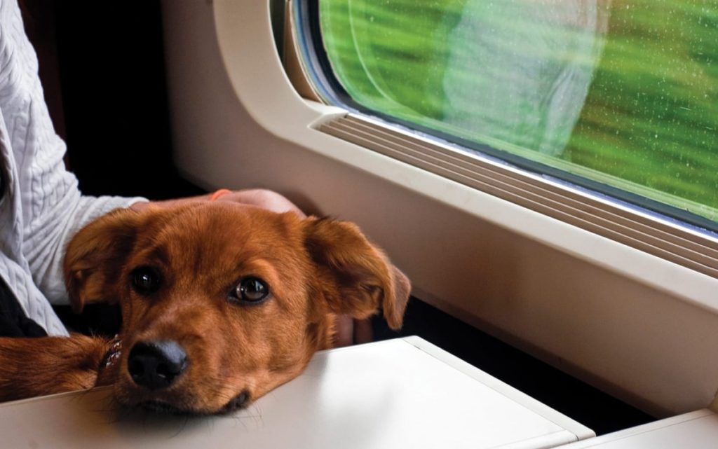 Как перевозить маленькую собаку в поезде